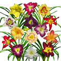 display of daylilies I white tile.jpg